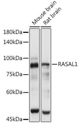 Western Blot: RASAL1 AntibodyAzide and BSA Free [NBP2-94543]